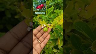 Barbados cherry🍒plant online sales barbadoscherryfruitplants onlineplantsale chiralafarming [upl. by Narih]