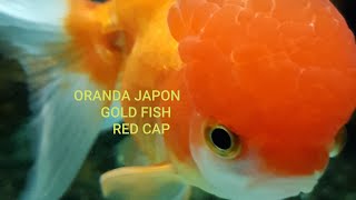 RED CAP ORANDA GOLD FISH KAFA GELISIMI KAFA YAPISI [upl. by Wil]