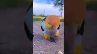 Main neel gagan me udata naturelovers natureshorts meintota mainmitthu parrot [upl. by Strickler]