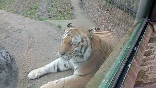 10 Marwell Zoo 5224 [upl. by Ahsinit760]