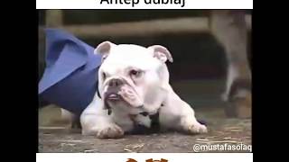 İnekten Süt Emen Köpekantep dublaj [upl. by Aicrop]