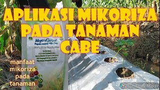 Pemberian Pupuk Mikoriza Pada Tanaman Cabe [upl. by Nylrahc416]