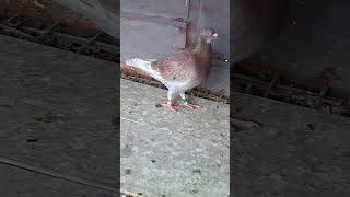 Jan Theelen  Emiel Deweerdt pigeon pigeonsracing pigeonhobby birds [upl. by Notecnirp504]