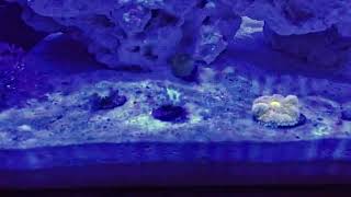 45 Min Nano Reef Tank New Corals Timelapse [upl. by Hcahsem178]