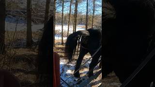 Horse pooping drafthorses workinghorses percheron [upl. by Auqinot]