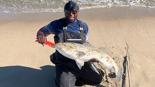 Nonstop Fall Striped Bass Surf Bite NJ [upl. by Libbey]