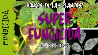 ☠️FUNGICIDA casero muy efectivo  👍 ¡ACABA YA con los HONGOS de tus PLANTAS [upl. by Ingaberg208]