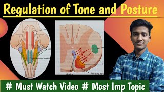 Regulation of tone and posture Decerebrate rigidity Righting reflexPhysiologyin hindiAshish [upl. by Arvonio]