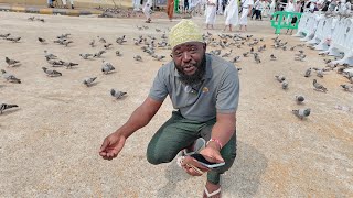 Hawa ndio Njiwa wa Makkah na Maajabu yake [upl. by Alhan]