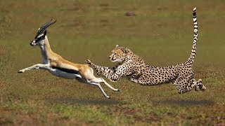 Most Amazing Big Cats Hunting Attack Compilation Cheetah Lions Jaguar Leopard [upl. by Gaves375]