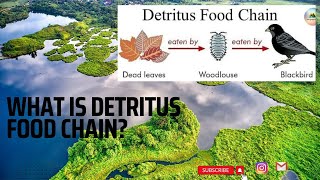 Detritus Food Chain  UPSC [upl. by Gal]