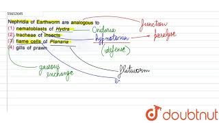 Nephridia of Earthworm are analogous to [upl. by Nollek310]
