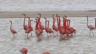 Las Coloradas Yucatán La conservación del flamenco del caribePhoenicopterus ruber [upl. by Notned]