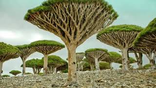 JAZIIRADA SOCOTRA YEMEN 300km SOMALIA 100Km AY U JIRTA yaa xaq u leh [upl. by Suiramed394]