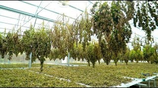 They had zero experience with cannabis Now they run a hemp farm [upl. by France36]