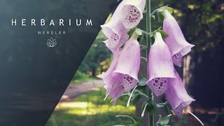 Digitalis purpurea  Foxglove [upl. by Nauqan]