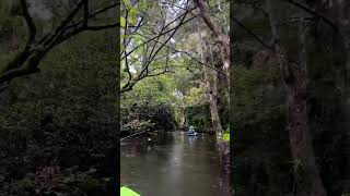 Paddling down the Loxahatchee River 🌿 [upl. by Scully]