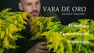 Vara de oro Características y simbología  Solidago virgaurea [upl. by Loeb731]