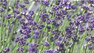 Lavender Pest Control  How to Use Lavender to Repel Fleas [upl. by Garap]