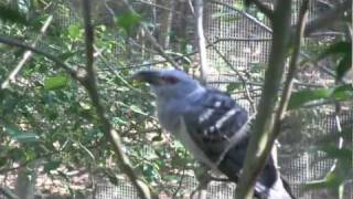 Channelbilled Cuckoo Scythrops novaehollandiae [upl. by Normac]