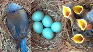 A Fascinating Look at Baby Bluebirds TimeLapse Video with Live Nest Box Cam [upl. by Haduj397]