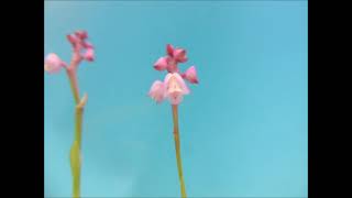 Polystachya rosea orchid [upl. by Ainafets]