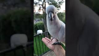 Friendly Wild Cockatoo offers CONGRATULATIONS🕊️🕊️🥳🎊🎉🤍❤️😀 Thank you for 100k Subscribers [upl. by Ahcsat]