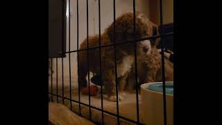 Mini Australian Labradoodle Pups Getting Ready for Beddy Bye Time [upl. by Inalel]