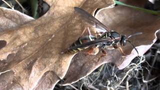 Paper Wasp Vespidae Polistes fuscatus Female on Leaf [upl. by Neztnaj]