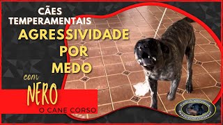 NERO  Cane Corso Agressivo  Retirada da casa [upl. by Mancino523]