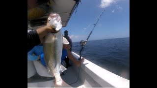 North Coast of Trinidad Fishing for salmon lane snapper and croaker on Trulee Charters [upl. by Zebe]