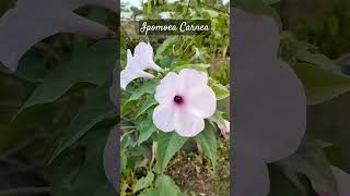 ipomoea carnea nature flowers floweringplant shortvideo [upl. by Gnilyam]