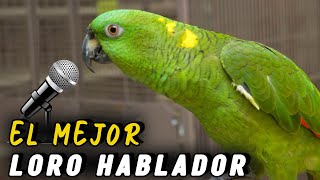 LORO Nuca AMARILLA 🦜 El MEJOR LORO HABLADOR 🏆 [upl. by Ranique]