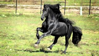 WORLD FAMOUS FRIESIAN STALLION [upl. by Wilda]