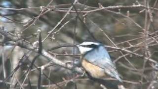 Winter Birds  Great Backyard Bird Count Video  Dover NH [upl. by Benildas879]