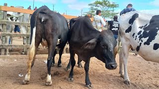 feira das bezerras  novilhas Capoeiras Pe111024 [upl. by Reinert]