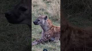 Hyena wildlife animals safari shortsfeed viralvideo [upl. by Hashum129]