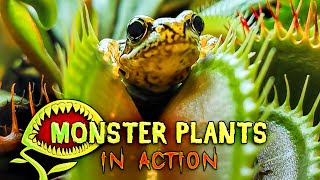 Venus flytrap devouring everything  Ultimate Compilation [upl. by Anicul]