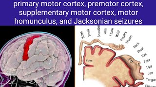 motor cortex [upl. by Soloman]