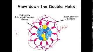 Factors stabilizing DNA structure [upl. by Anitsyrk]