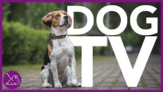 DOG TV  Deeply Entertaining Video For Dogs To Watch NEW [upl. by Asenav]