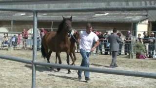 ♥ Vitellius de Blondel jumping horse by Baie de Villeclare [upl. by Zack438]