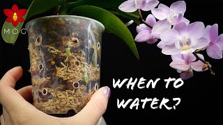 When to water Orchids  Common mistakes amp Best practices  Orchid Care for Beginners [upl. by Nochur]