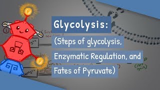 Glycolysis Steps of glycolysis Enzymatic Regulation and Fates of Pyruvate [upl. by Adnirol]