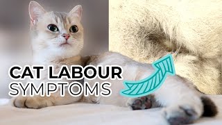 TOP 10 SIGNS YOUR CAT IS IN LABOR including prelabor symptoms  Sneak Peak of Nalas Kittens [upl. by Mcclenaghan]