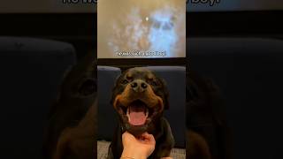 I TOOK MY DOG TO THE CINEMA 🎬🥹 nalatheneedyrottie butchersdogfood NotCurzon AD [upl. by Ahseia]