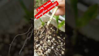 Lucky bamboo propagation successfulplantsgardengardeningideasshortsytluckyplant [upl. by Nannarb]