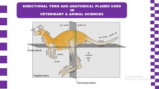 Directional Terms and Anatomical Planes used in Veterinary and Animal Sciences [upl. by Ydnarb]