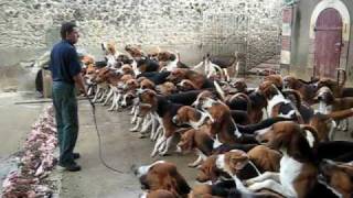 Crazy feeding frenzy with the hounds at Chateau Cheverny [upl. by Lammond667]