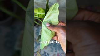 Alocasia Frydek Variegated care tips plants [upl. by Nerti]